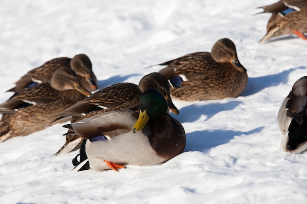 Patos sentam na neve