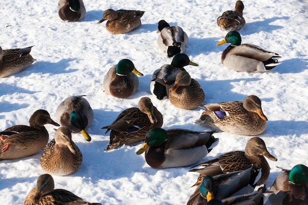 patos sentam na neve