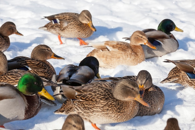 los patos se sientan en la nieve