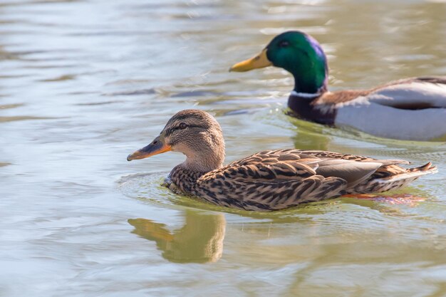 Patos silvestres Ánade real macho y hembra Anas platyrhynchos.