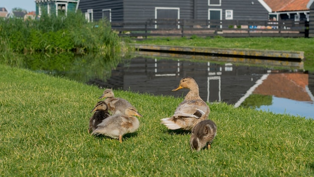 Patos sobre el cesped in Amsterdam