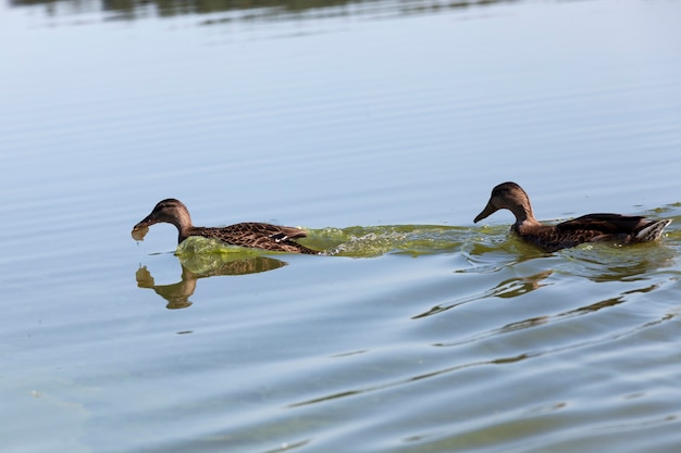 Patos en su hábitat natural.