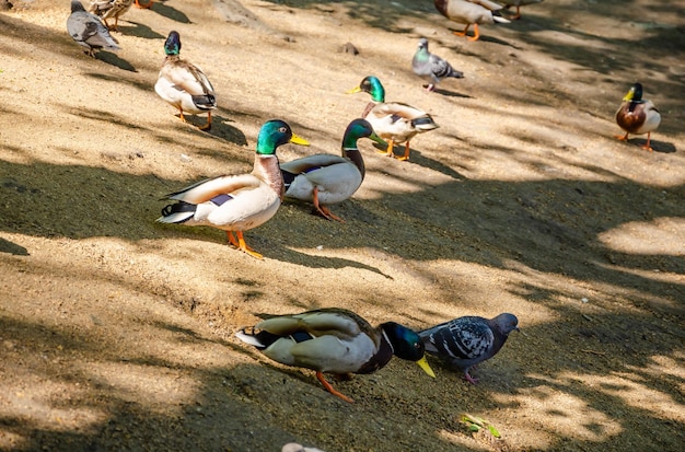 Patos en el suelo y uno de ellos es una paloma.