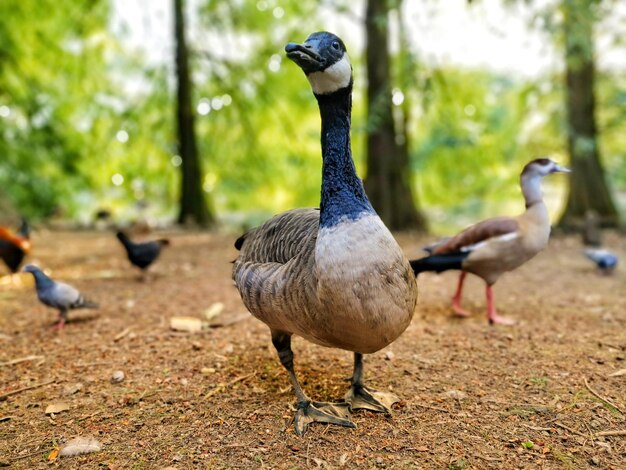 Foto patos en una tierra