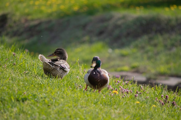 Los patos toman el sol en un césped verde en primavera el primer sol cálido para los patos