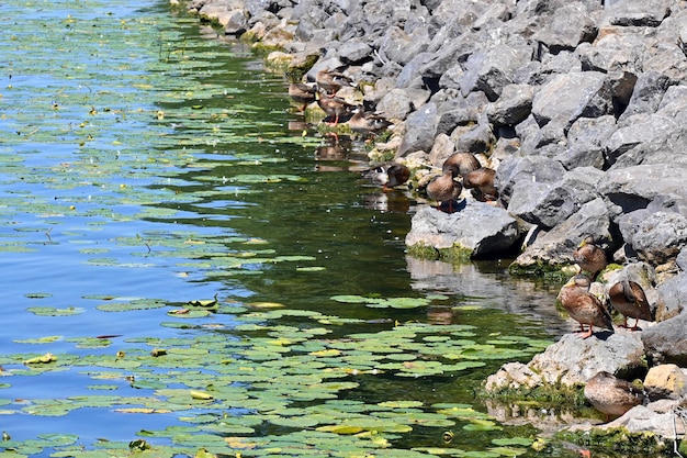 Los patos toman el sol en la orilla de piedra de un lago pintoresco