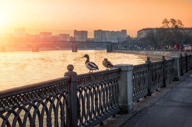 Patos en la valla del terraplén del río Moskva en Moscú