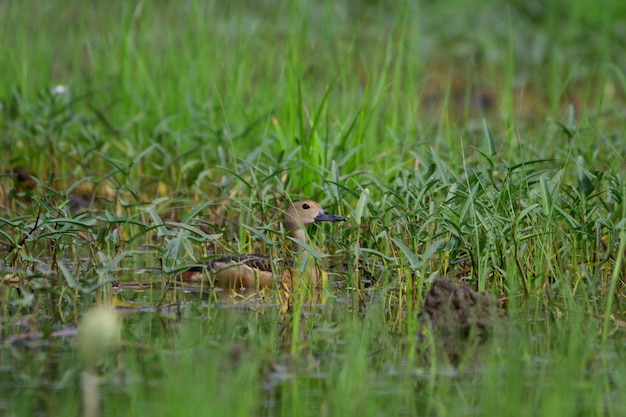 Patos vermelhos estão vivendo na floresta.