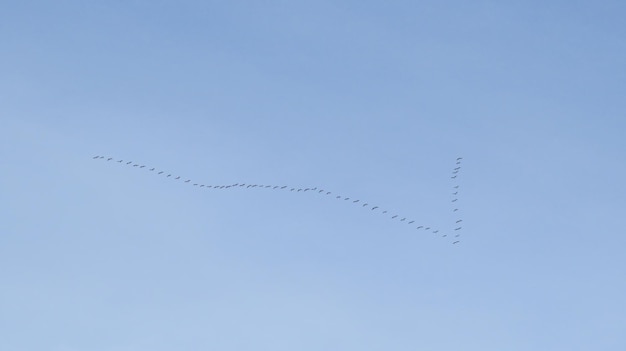 Foto los patos vuelan en un día de primavera