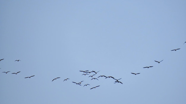 Foto los patos vuelan en un día de primavera