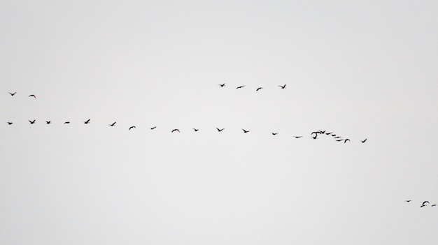 Los patos vuelan en un día de primavera