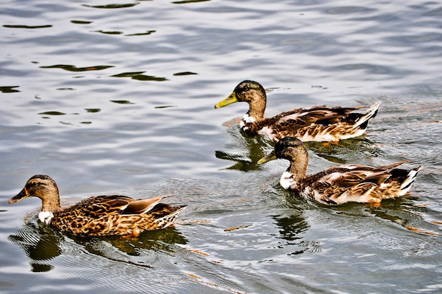 Patos