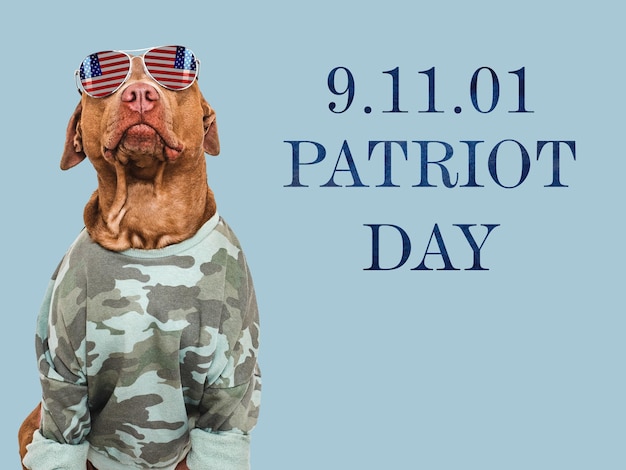 Patriot Day Cute brauner Hund Militärhemd und amerikanische Flagge Nahaufnahme in Innenräumen Studio Schuss Glückwunsch für Familie Lieben Verwandte Freunde und Kollegen Haustier Pflege Konzept