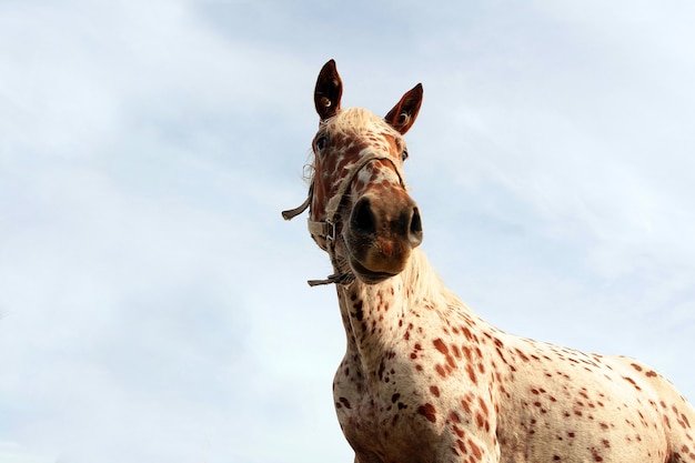 Patrón de abrigo de leopardo caballo de pie cara divertida del caballo enfrente del cielo azul concepto de animales lindos