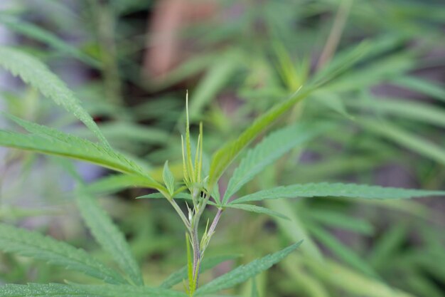 Foto patrón abstracto de planta de marihuana verde en biología médica