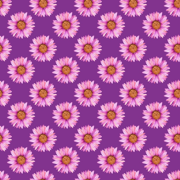 Patrón de acuarela sin costuras dibujado a mano con flores de equinácea rosadas sobre un fondo rosado