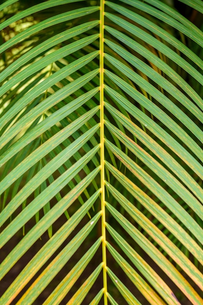 Patrón de árbol de naturaleza