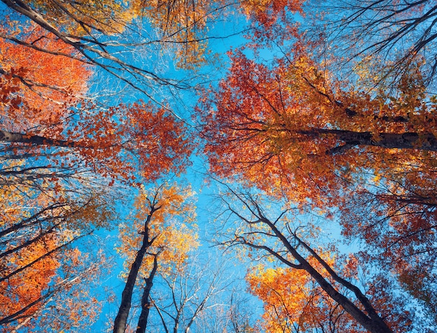 Patrón de árboles de bosque de otoño mirando hacia el fondo del cielo azul