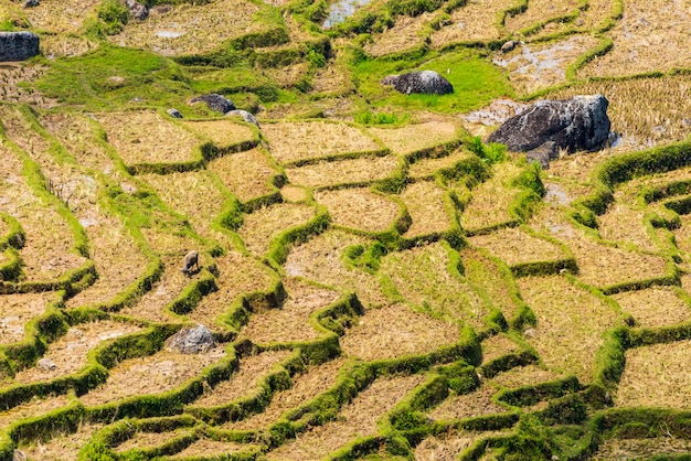 Patrón de arrozales secos