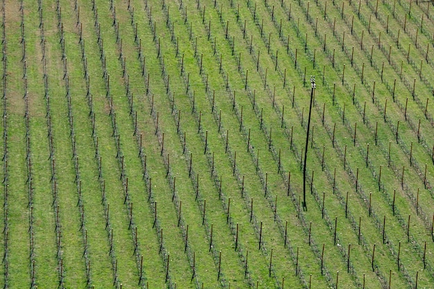 Patrón asombroso en un campo