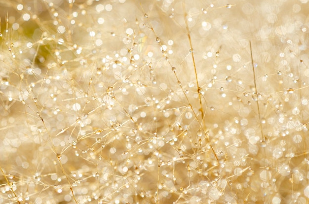 Patrón de bokeh y gotas de agua sobre la hierba borrosa