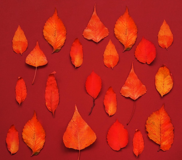 Foto patrón de brillantes hojas de otoño contra el fondo de los colores de la puesta de sol de amapola