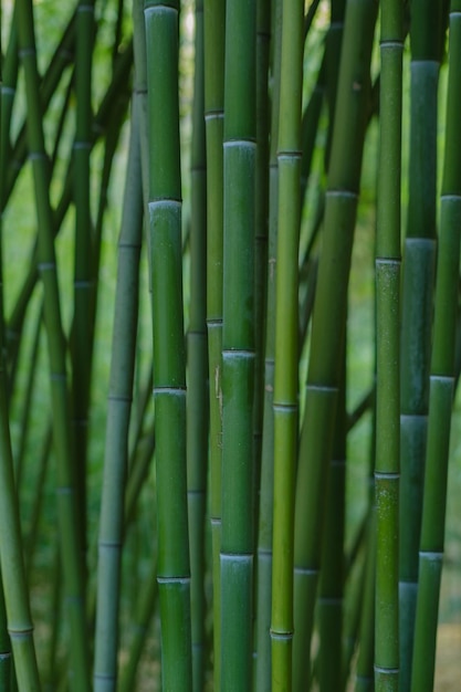 Patrón de cañas de bambú