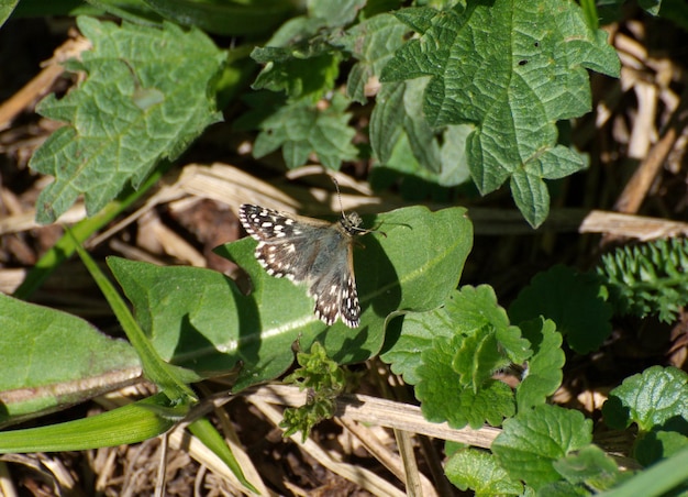 Foto patrón canoso de mariposas pyrgus malvae en una hoja verde en una mañana de mayo en la región de moscú