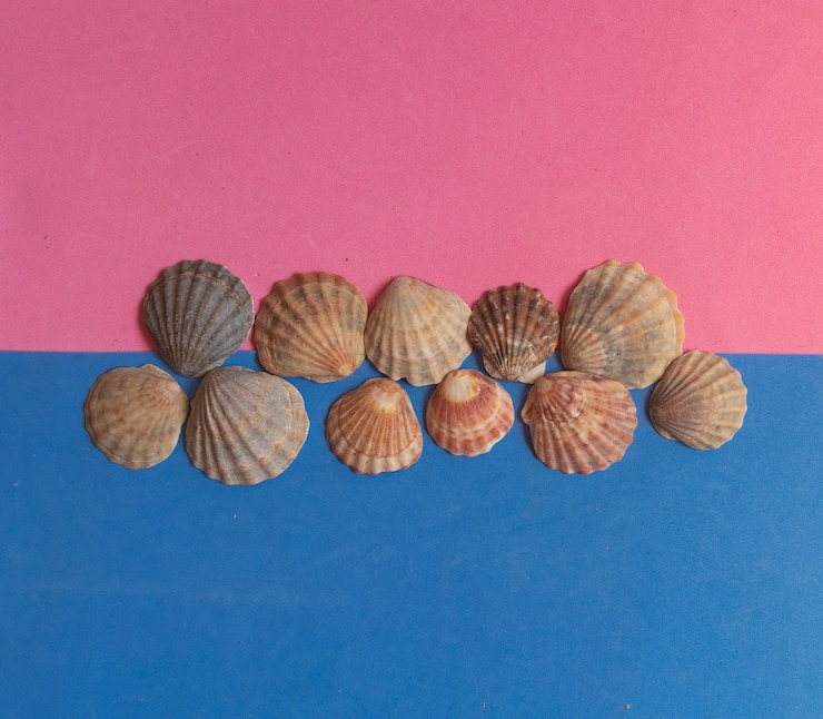 Foto patrón de concha creativa sobre fondo azul y rosa pastel. endecha plana de verano.