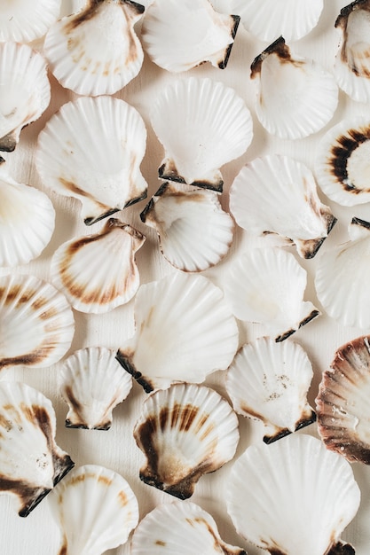 Patrón de conchas de mar en blanco