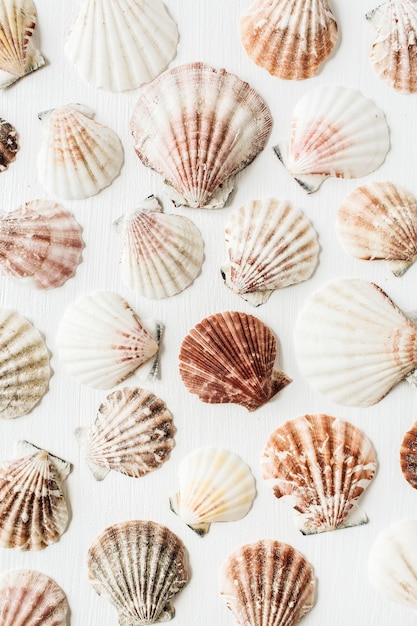 Foto patrón de conchas de mar en blanco