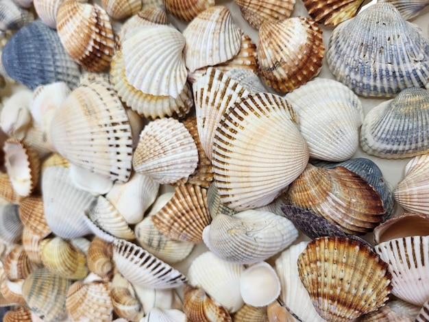 Un patrón de conchas marinas Fondo marino