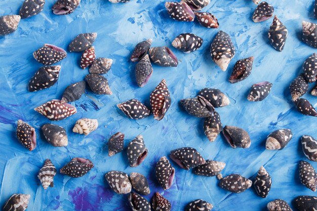 Patrón de conchas pequeñas negras en azul