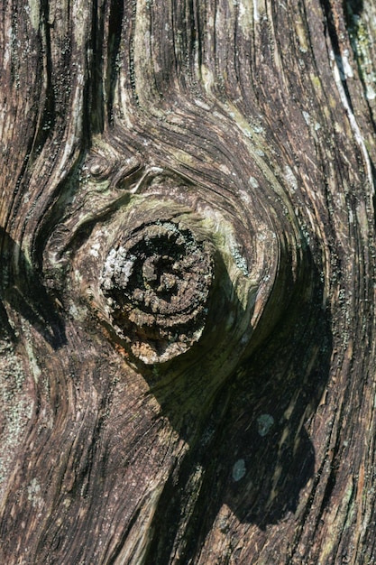 El patrón de corteza es la textura sin costuras del árbol para el trabajo de fondo