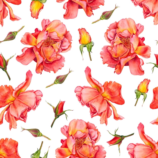 Patrón sin costuras con rosas rojas en flor y brotes sobre fondo blanco Ilustración botánica dibujada a mano de flores en colores vibrantes para el Día de San Valentín Diseño de envases textiles Tarjetas de invitaciones