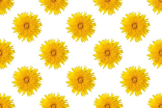 Patrón sin fisuras de los dientes de león florecientes de color amarillo sobre un fondo blanco, primer plano, minimalismo. Puede utilizarse como fondo floral natural, elemento de diseño, portada, postal