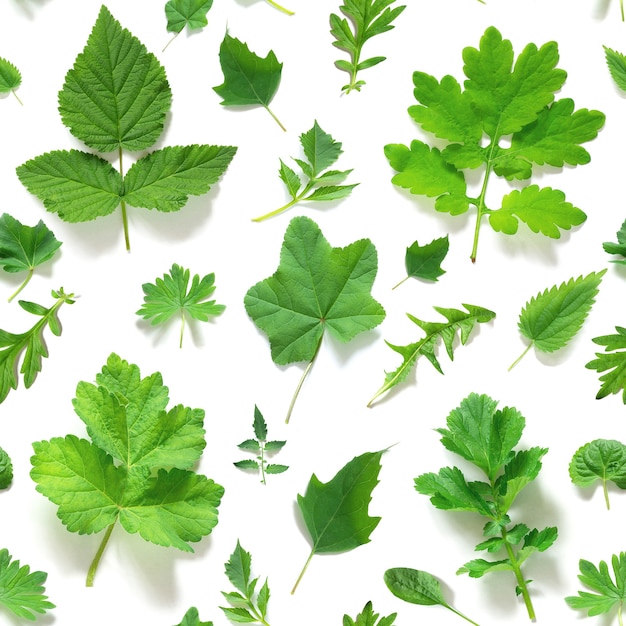 Patrón sin fisuras de varias hojas verdes naturales sobre un fondo blanco, como telón de fondo o textura. Primavera, papel tapiz de verano para su diseño. Vista superior Endecha plana.