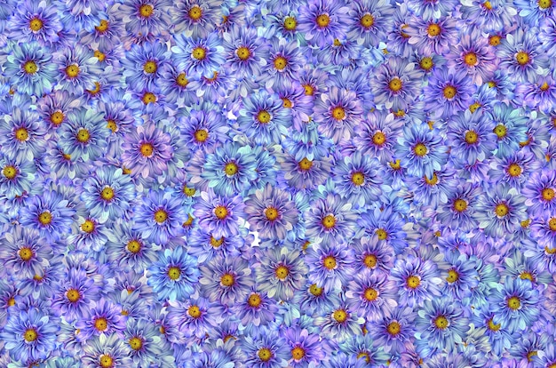 Un patrón de flores azules y violetas.