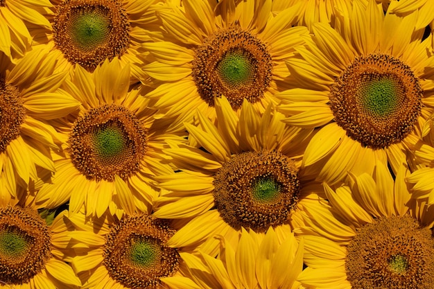 Patrón de flores de girasol Fondo natural abstracto o textura