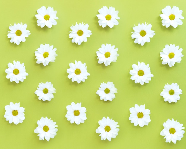 Foto patrón de flores de margarita blanca sobre fondo verde