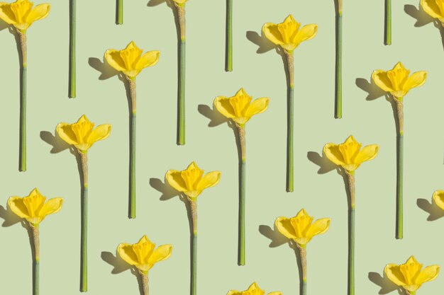 Patrón de flores de narcisos sobre fondo verde Tiempo de primavera conceptxA