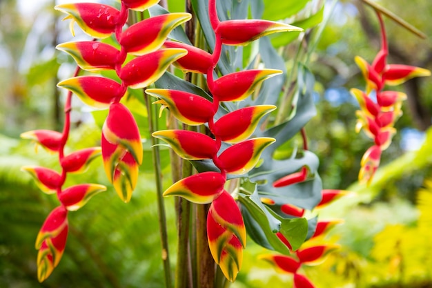 Patrón de flores rojas flores tropicales fondo garra de langosta heliconia rostrata flor heliconia