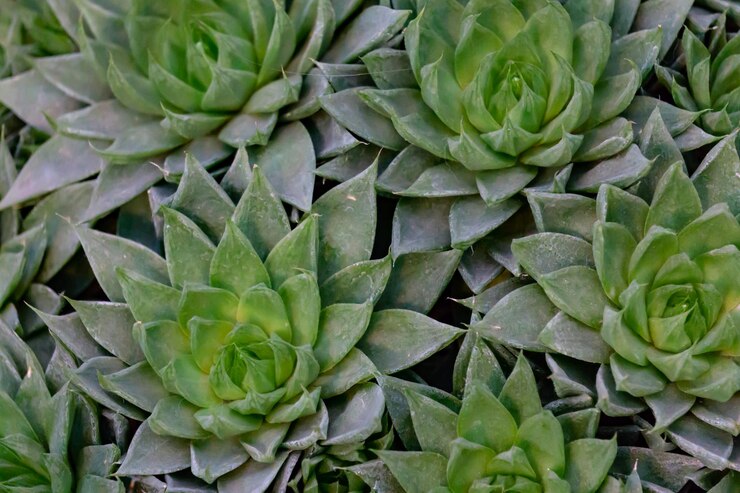 Un patrón de flores suculentas verdes.