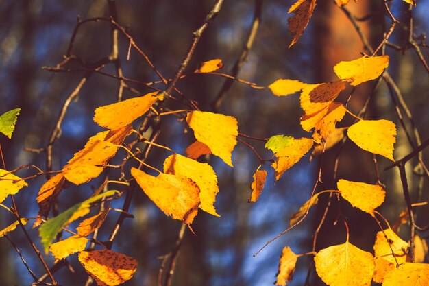 El patrón de follaje amarillo sobre un fondo de naturaleza otoñal de abedul