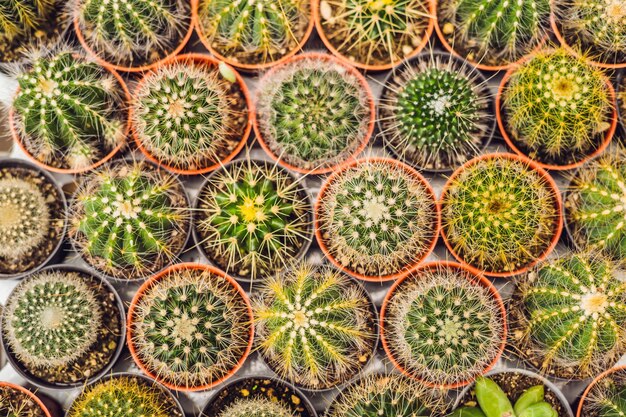 Patrón de fondo de cactus. Pequeños cactus en macetas