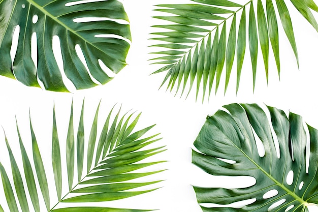 Patrón de fondo con exóticas hojas de palmeras tropicales monstera sobre fondo blanco Vista superior plana