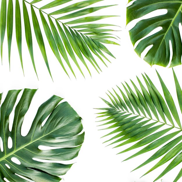 Patrón de fondo con exóticas hojas de palmeras tropicales monstera sobre fondo blanco Vista superior plana