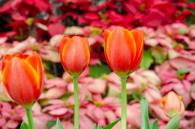 Patrón de fondo de flor de tulipán borrosa