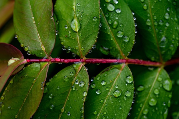 Patrón de fondo Gotas de lluvia sobre hojas verdes de la hierba de San Juan de flor grande Hypericum patulum Hoja que muestra glándulas translúcidas y glándulas oscuras cerca de los bordes