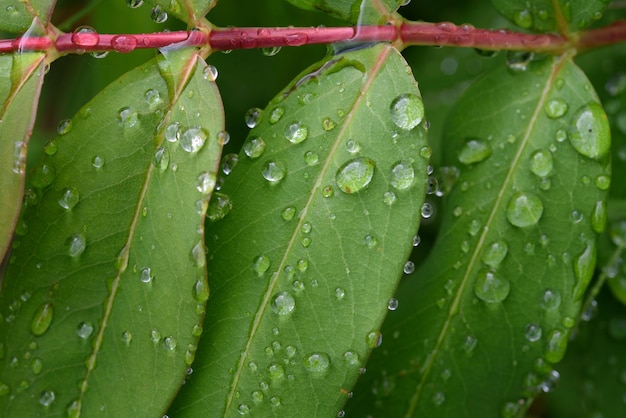 Patrón de fondo Gotas de lluvia sobre hojas verdes de la hierba de San Juan de flor grande Hypericum patulum Hoja que muestra glándulas translúcidas y glándulas oscuras cerca de los bordes